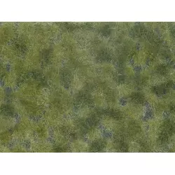 NOCH-07250 Groundcover Foliage, medium green